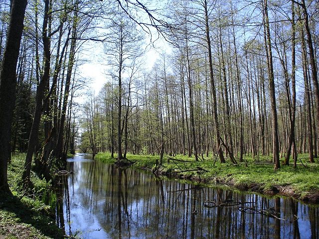 יער ביאלוביצ'ה, פולין